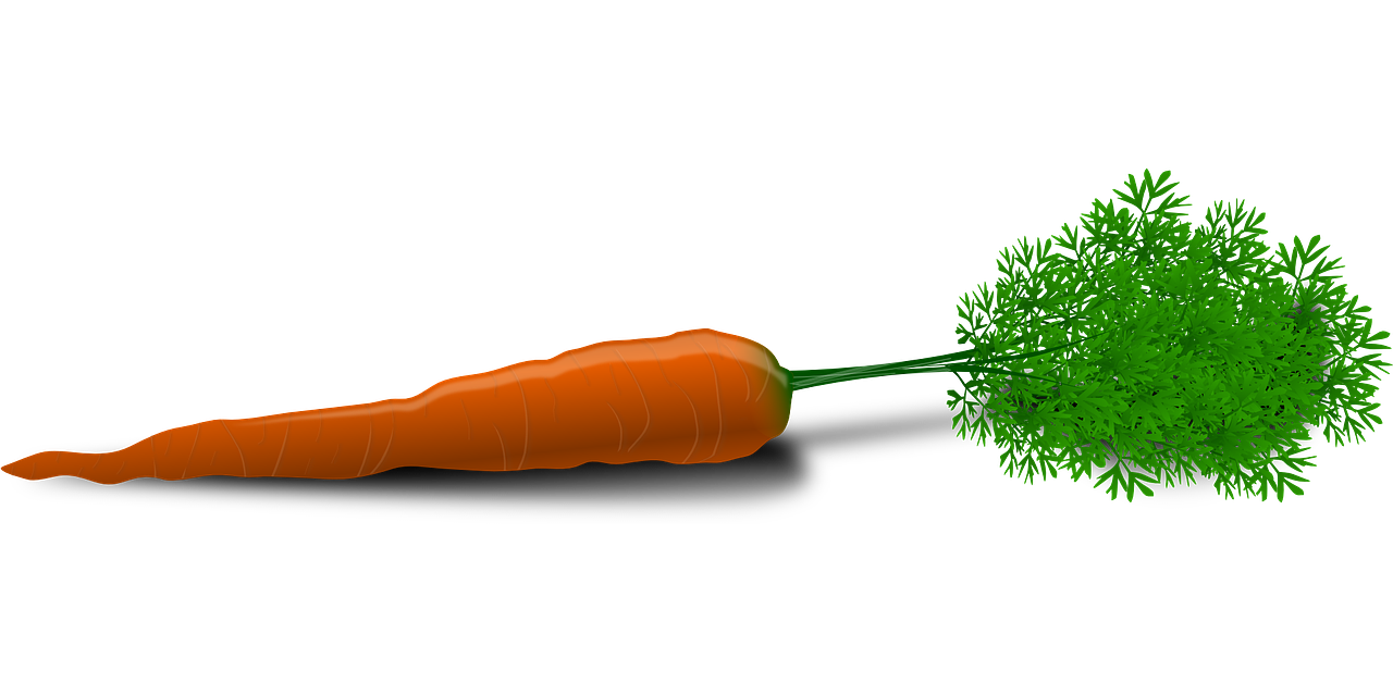 Conoce los distintos tipos de zanahorias