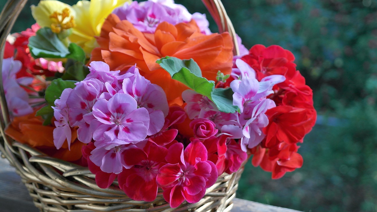 Consejos para el cuidado del geranio Pelargonium