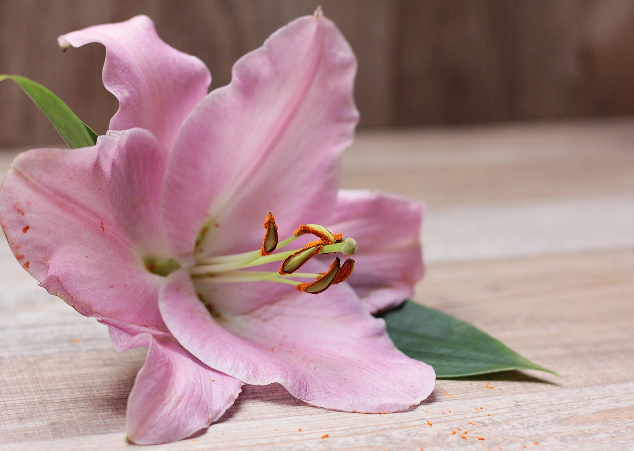 ¿Cuánto Tiempo Viven las Flores de Lilium?