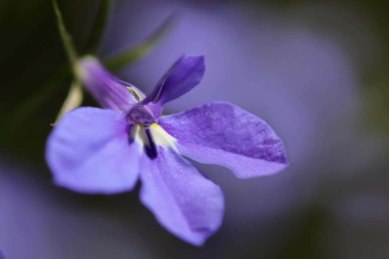 Cuidados para la Lobelia: ¿Qué necesita?