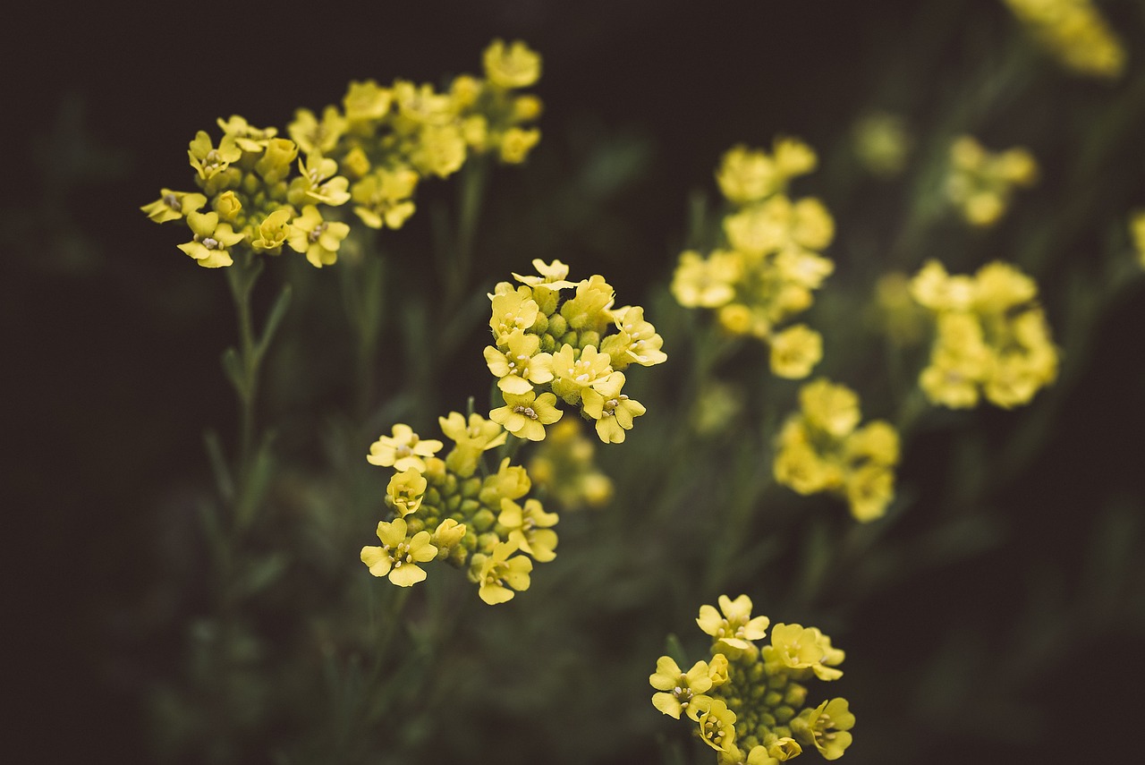 Cuidados para la Planta Alyssum