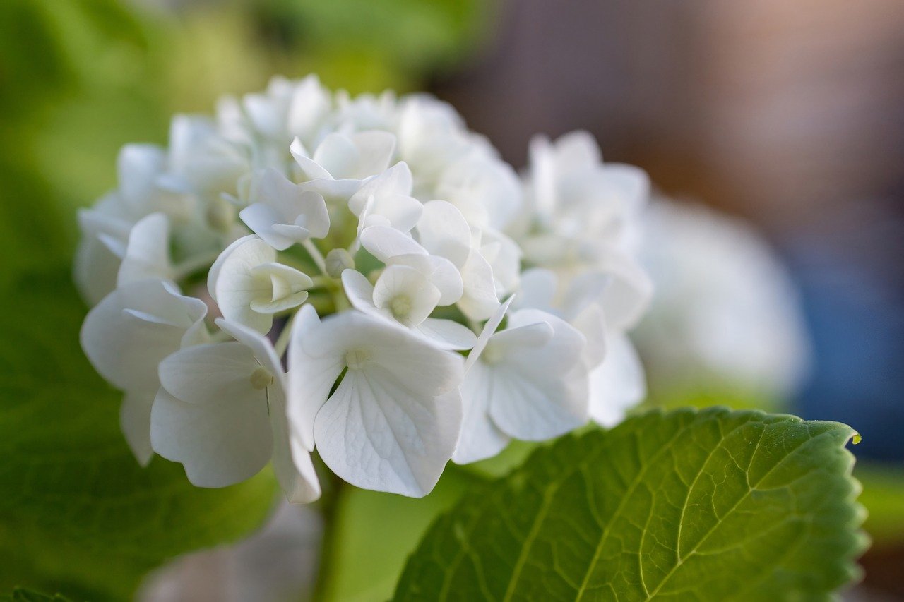 Descubre el significado detrás de tener hortensias en casa