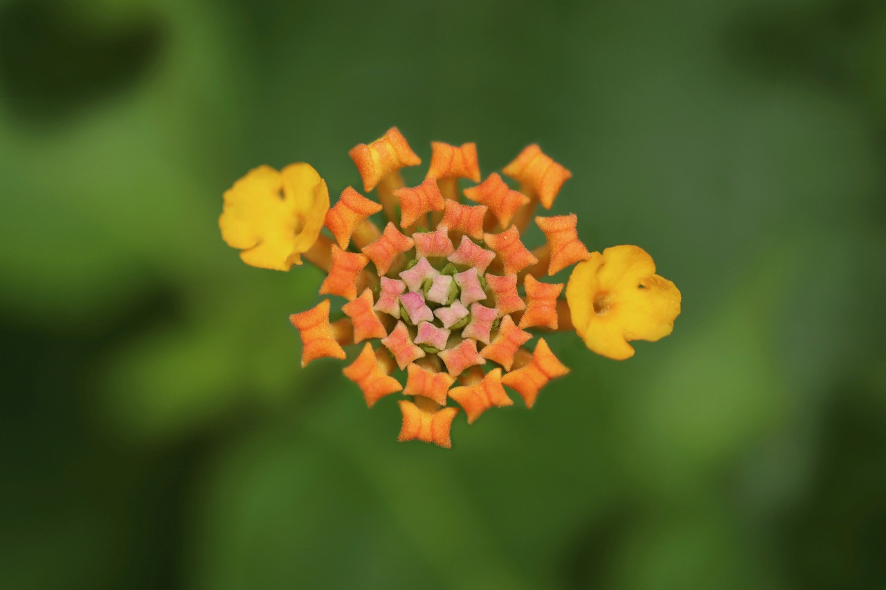 Descubriendo los Beneficios de la Lantana