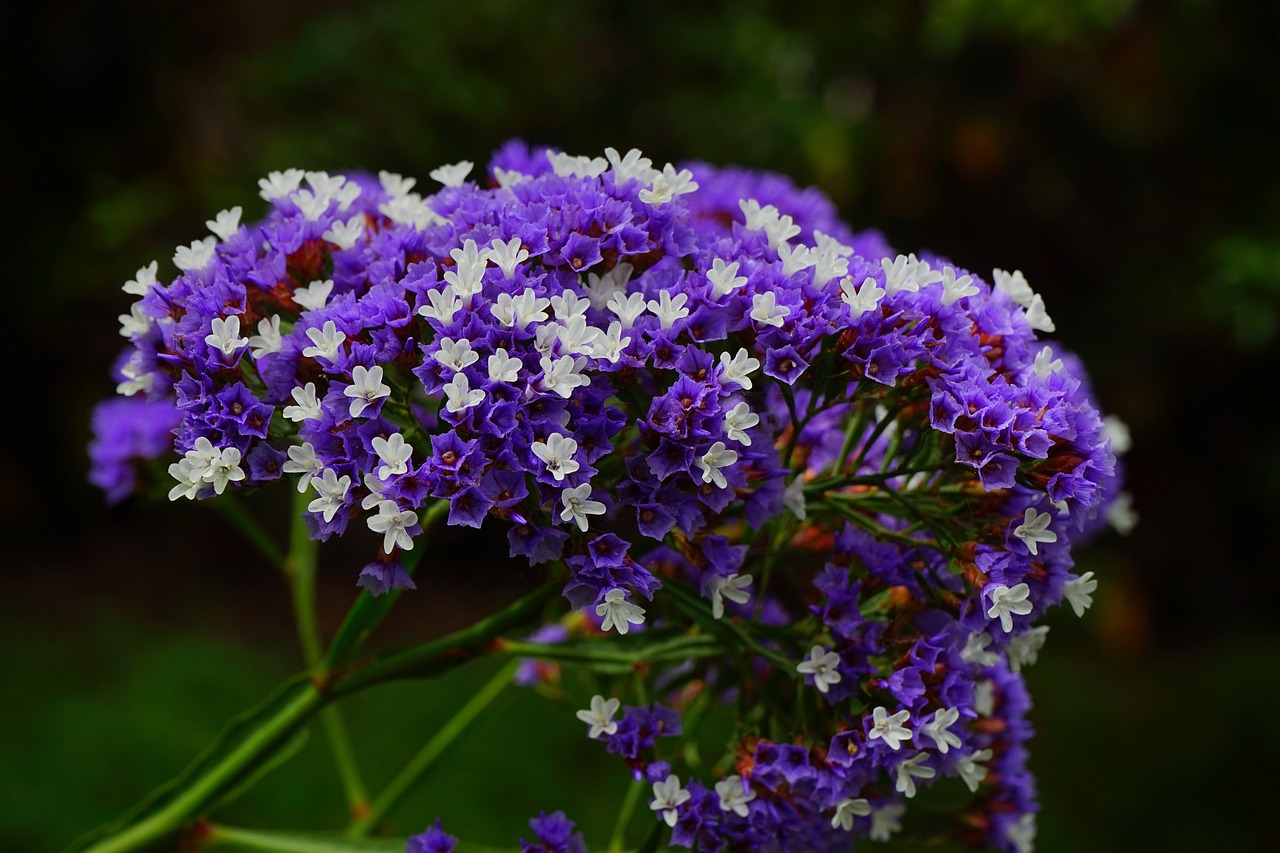 ¿Qué Simboliza la Flor Limonium?