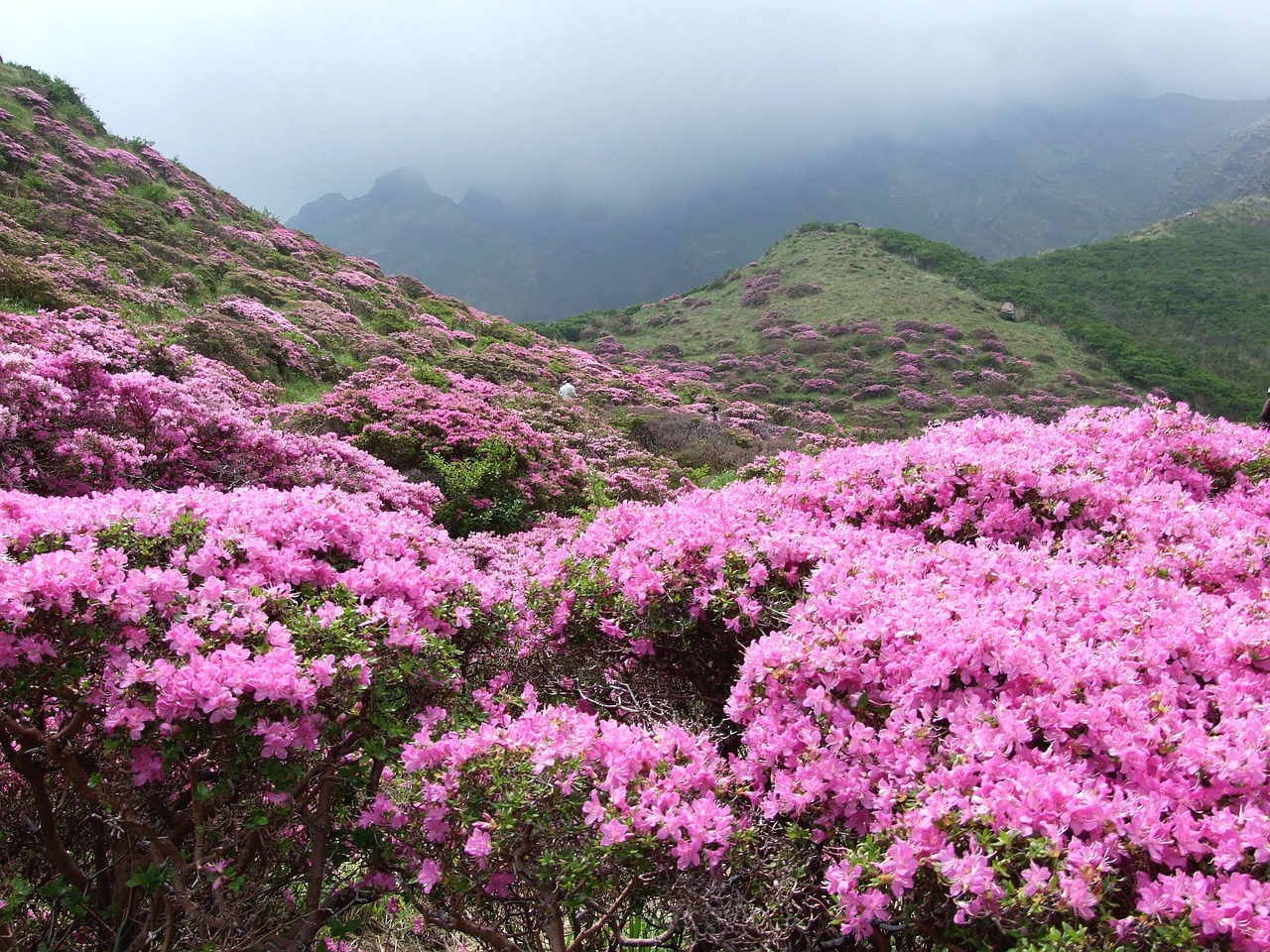 Significado de la Flor de Azalea: ¿Cuál es el Suyo?