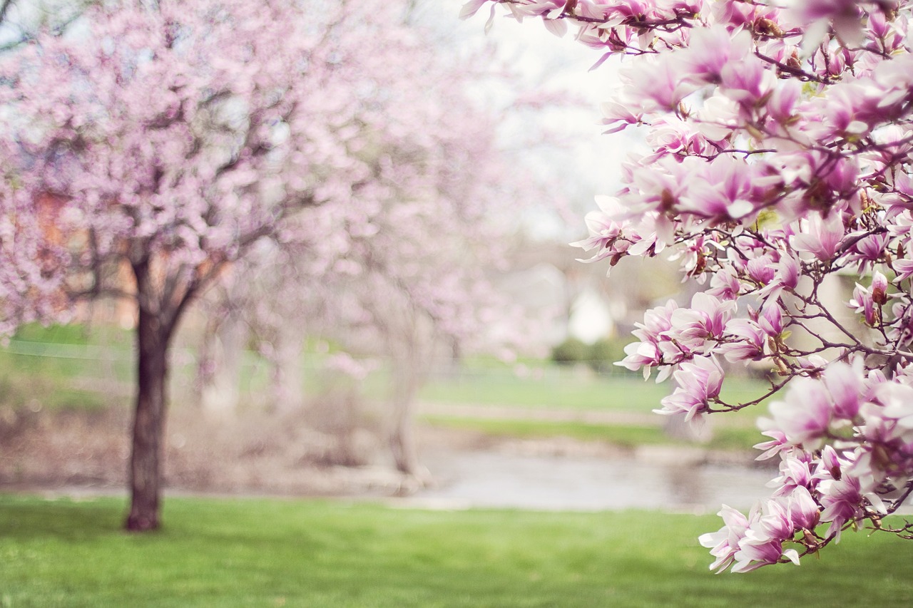 Significado de la Flor de Magnolia: ¿Qué hay detrás de este Símbolo?