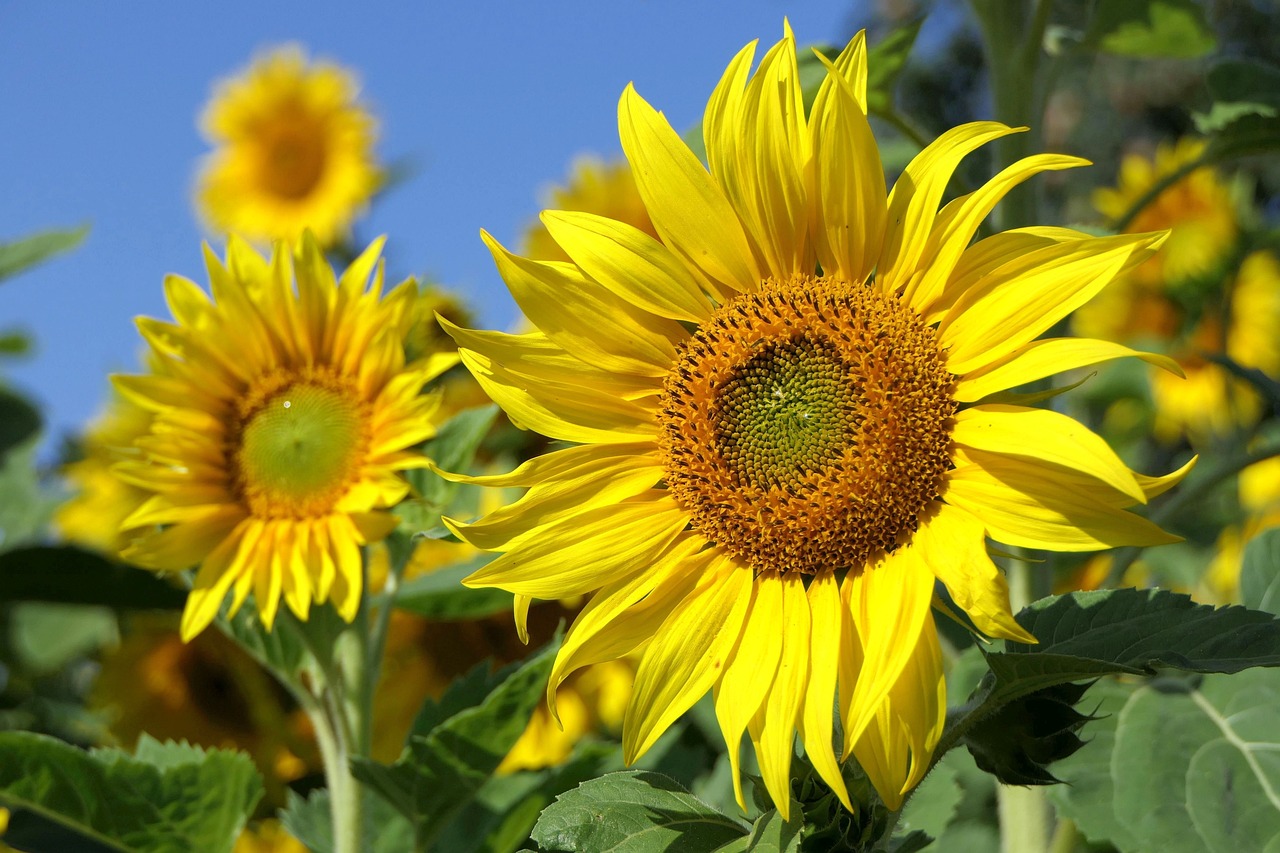 ¿Cómo Celebrar el Mes de los Girasoles?