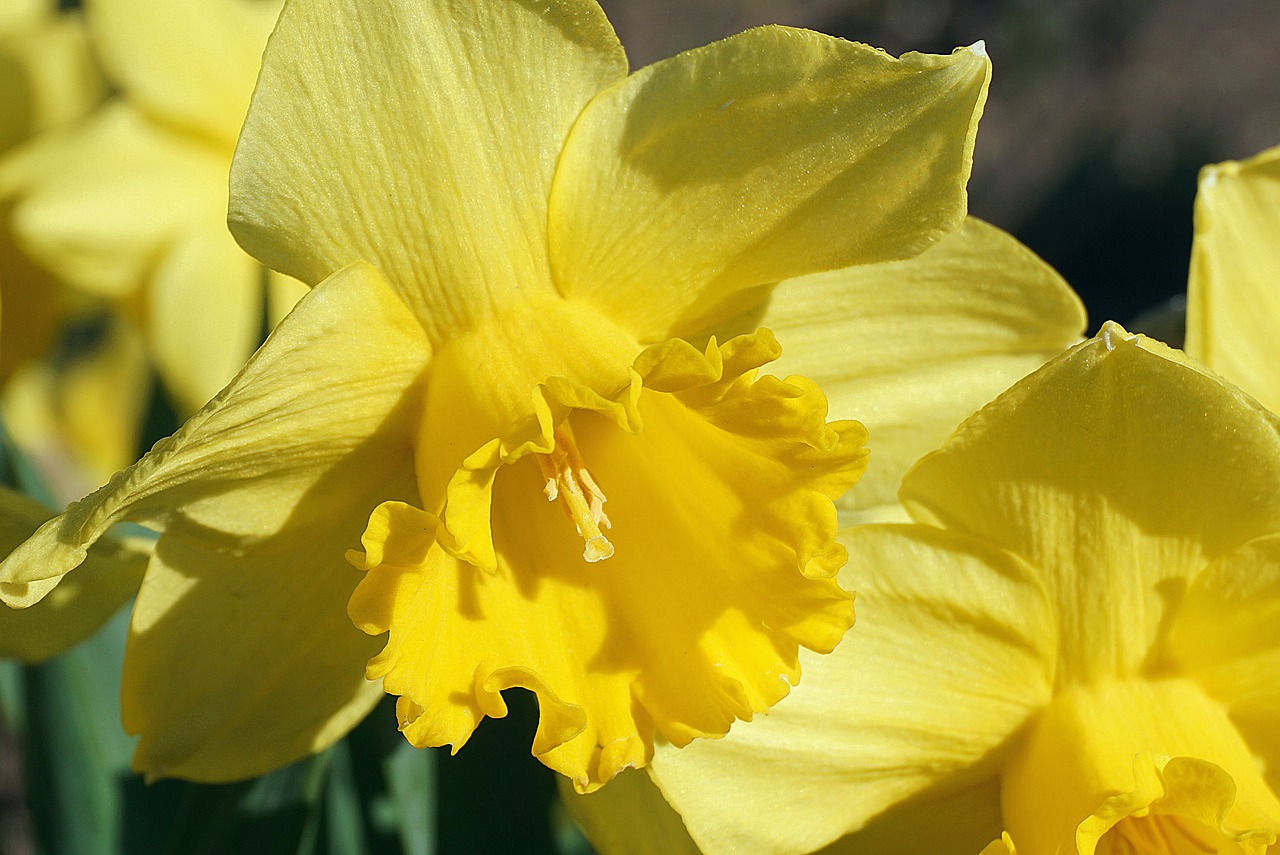 Cómo elegir el mejor lugar para plantar narcisos