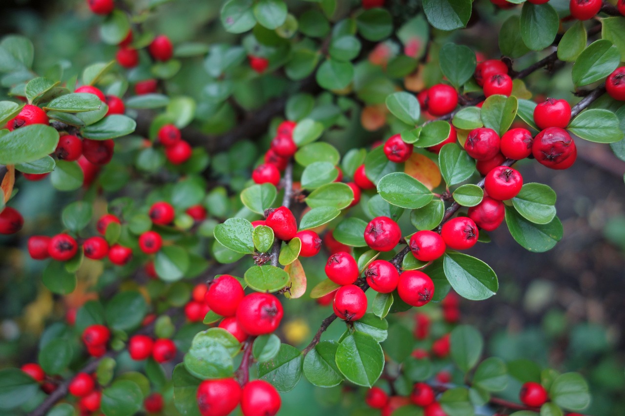 ¿Cómo y cuándo florece el cotoneaster?