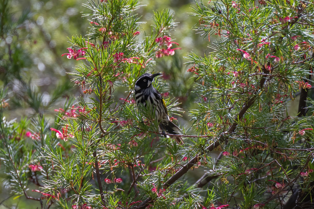 ¿Conocemos la Maravillosa Flor de Grevillea?