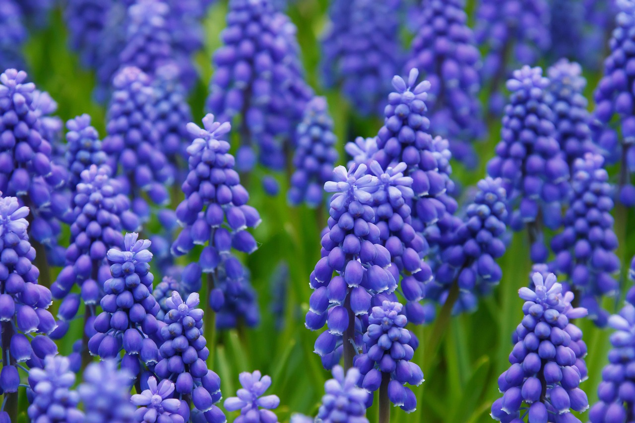 ¿Cuál es el mejor momento para plantar bulbos de Muscari?