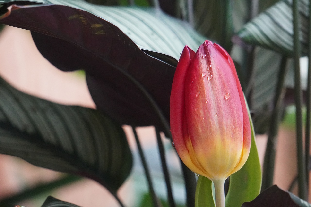 Descubre los diferentes tipos de Calathea