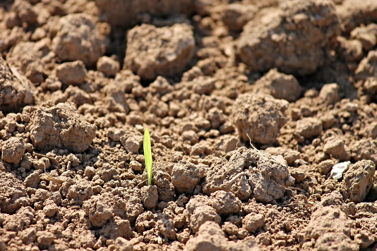 Descubriendo los Beneficios de los Germinados y los Brotes