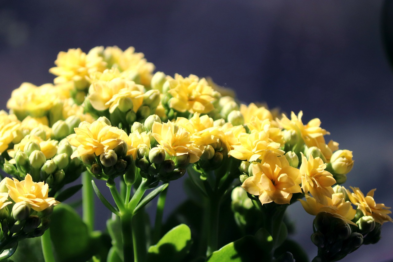 Los beneficios de la planta Kalanchoe