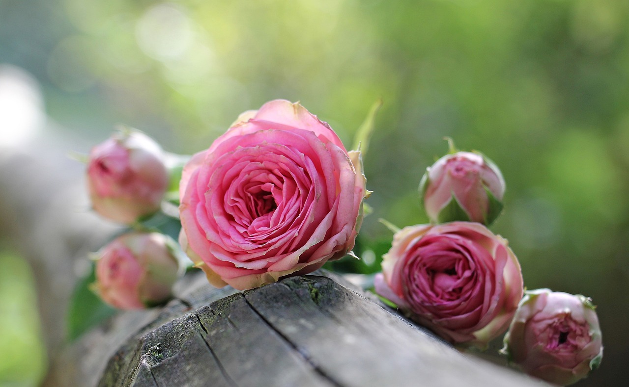 ¿Qué Significado Tienen las Tres Rosas?