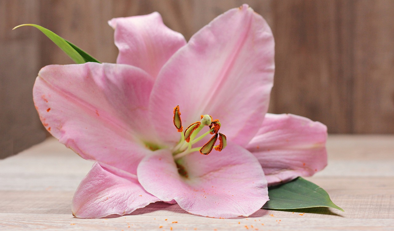 Regalar Lilium: ¿Qué Significa?